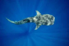 Whale Shark